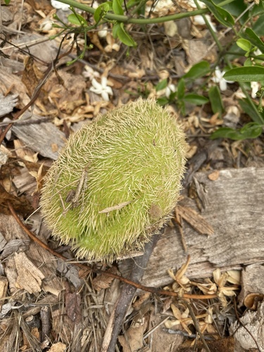 Sechium edule (Choko) — photo