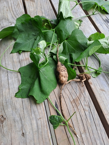 Sechium edule