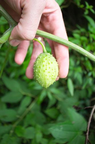Sechium pittieri (Mirera) — photo