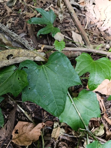 Sechium pittieri (Mirera) — photo