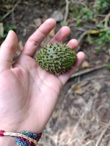 Sechium pittieri