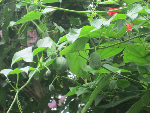 Sechium tacaco (Tacaco) — photo