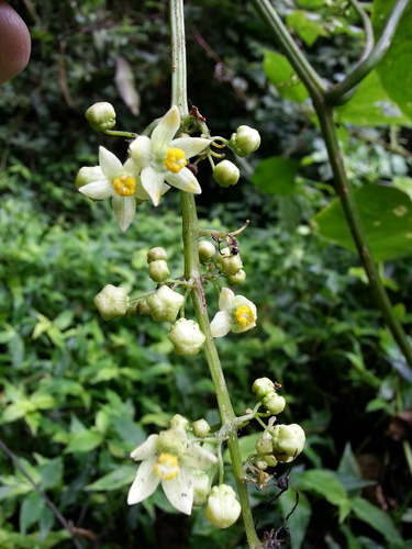 Sechium tacaco (Tacaco) — photo