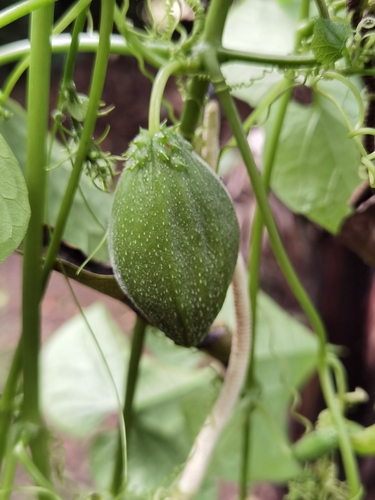 Sechium tacaco