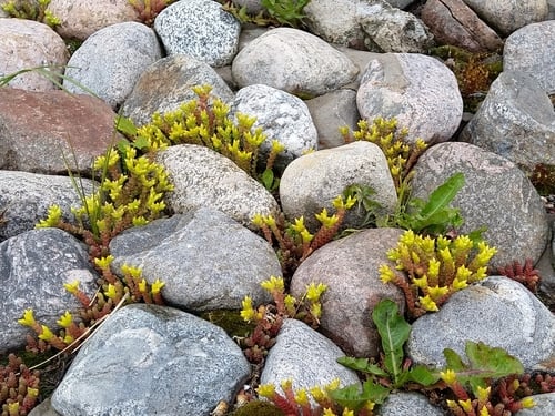 Sedum acre (Common Stonecrop) — photo
