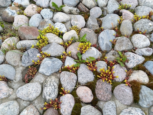 Sedum acre (Common Stonecrop) — photo