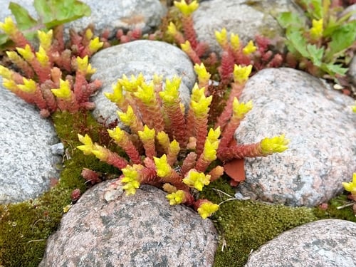 Sedum acre