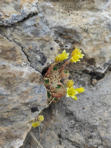 Sedum aizoon (Aizoon Stonecrop) — photo