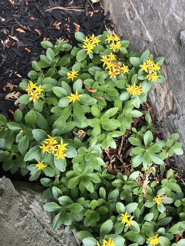 Sedum aizoon (Aizoon Stonecrop) — photo