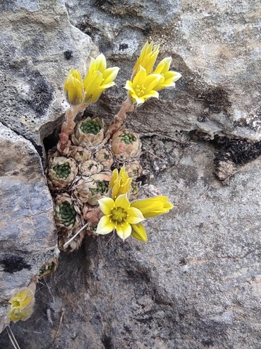 Sedum aizoon