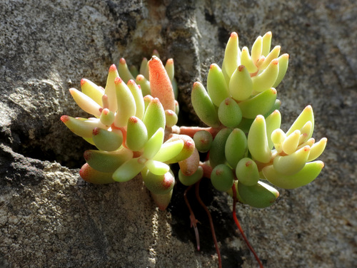 Sedum album (Small houseleek) — photo