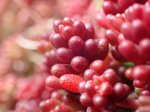 Sedum album (Small houseleek) — photo