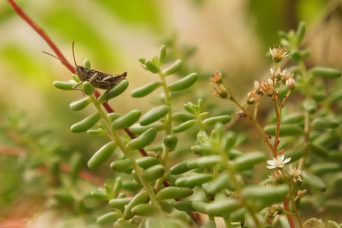 Sedum album