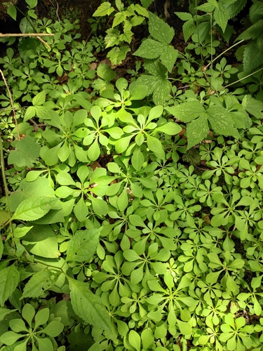 Sedum amplibracteatum