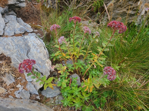 Sedum anacampseros (Loce restorer) — photo