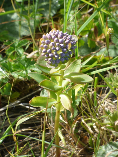 Sedum anacampseros (Loce restorer) — photo