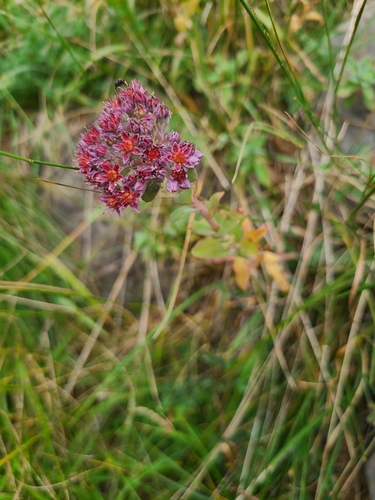 Sedum anacampseros