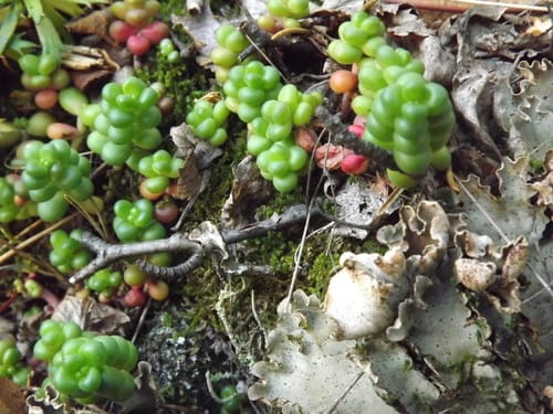 Sedum divergens (Pacific stonecrop) — photo