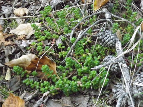Sedum divergens (Pacific stonecrop) — photo