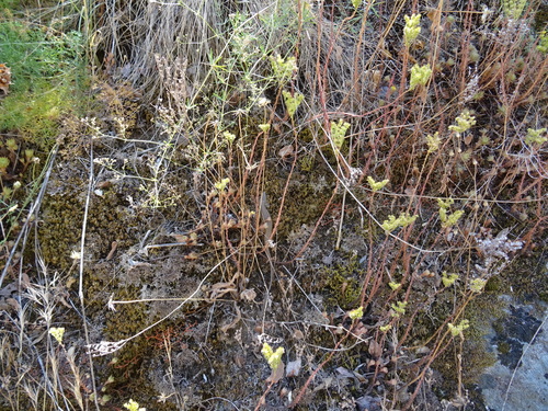 Sedum forsterianum (Welsh Stonecrop) — photo