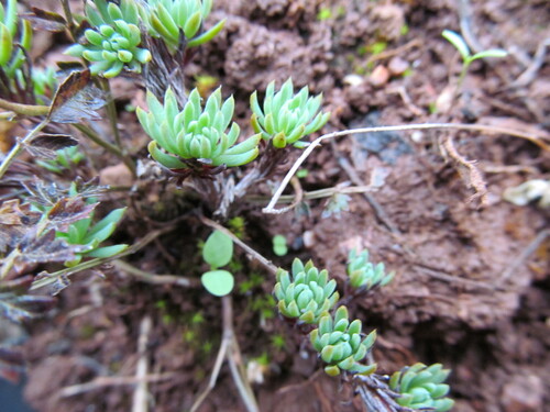 Sedum forsterianum (Welsh Stonecrop) — photo