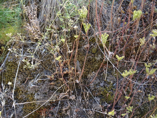 Sedum forsterianum