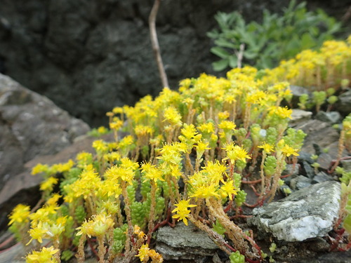 Sedum japonicum — photo