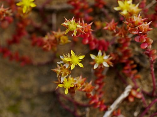 Sedum japonicum — photo
