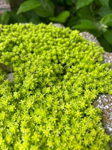 Sedum japonicum
