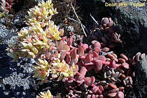 Sedum laxum (Roseflower stonecrop) — photo