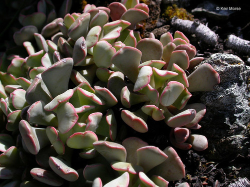 Sedum laxum (Roseflower stonecrop) — photo