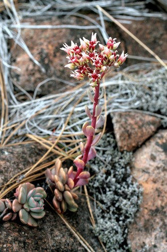 Sedum laxum
