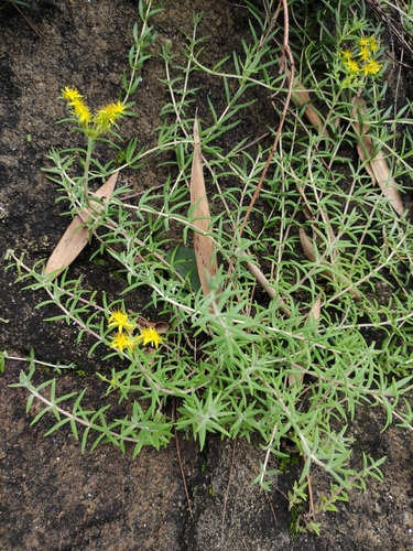 Sedum lineare (Japanese stonecrop) — photo