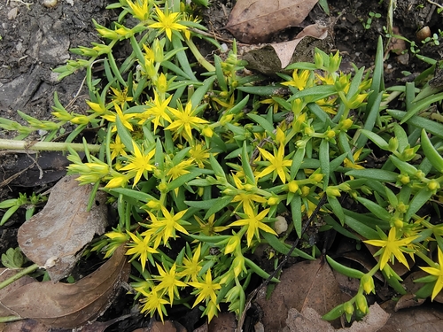 Sedum lineare (Japanese stonecrop) — photo