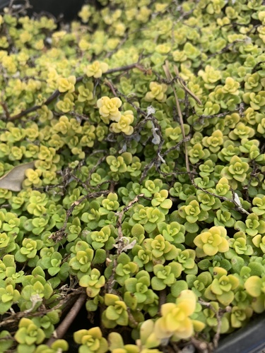 Sedum makinoi (Stonecrop) — photo