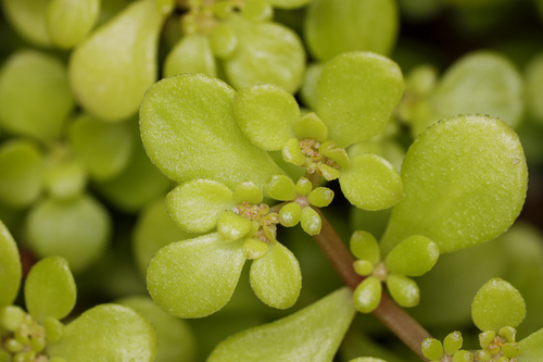 Sedum makinoi