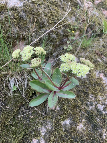 Sedum maximum — photo