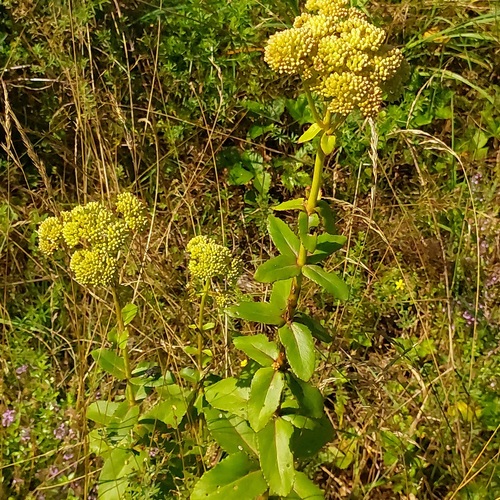 Sedum maximum — photo
