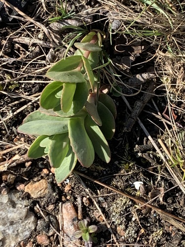 Sedum maximum