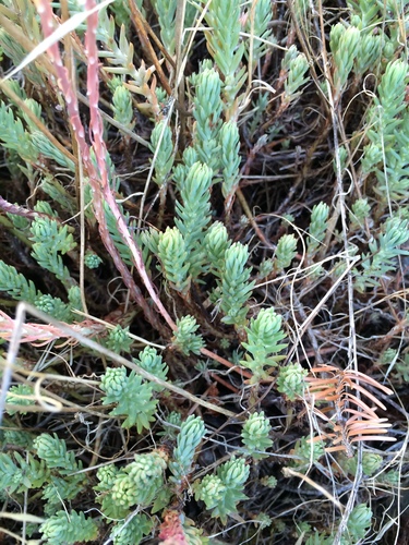 Sedum montanum (Planinski zednjak) — photo