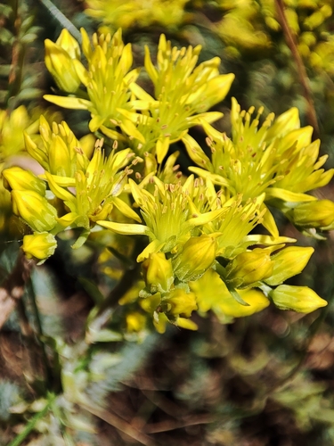 Sedum montanum (Planinski zednjak) — photo