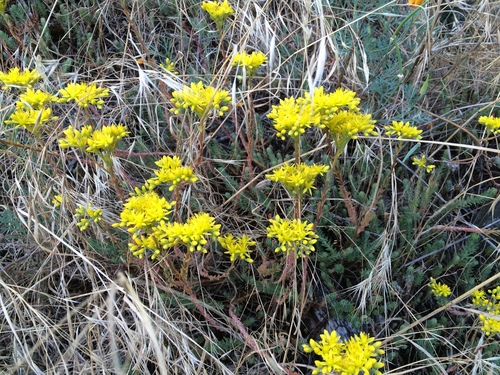 Sedum montanum