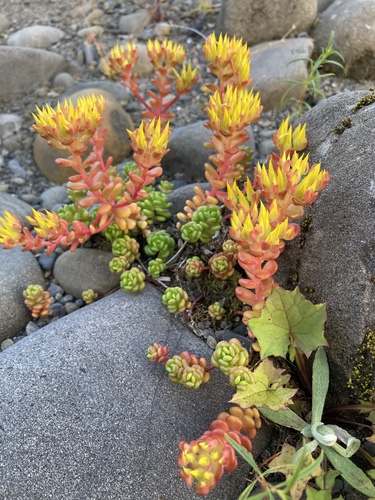 Sedum oreganum (Kings Crown) — photo