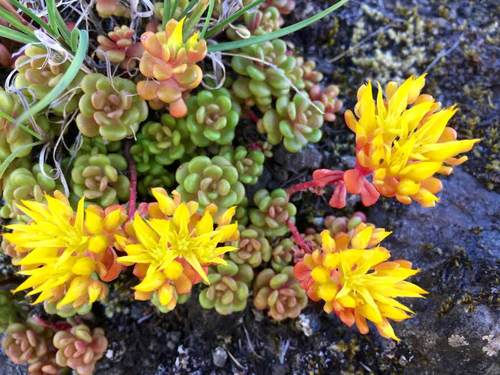 Sedum oreganum (Kings Crown) — photo
