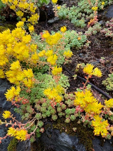 Sedum oreganum