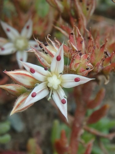 Sedum pallidum — photo
