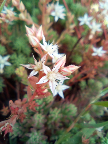 Sedum pallidum — photo