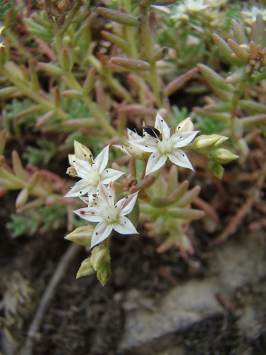 Sedum pallidum