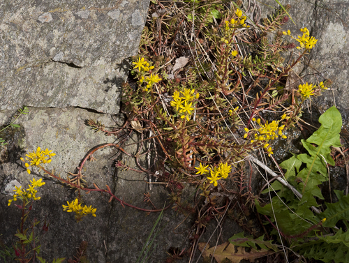 Sedum reflexum (Stonecrop) — photo