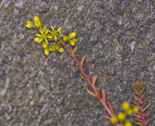 Sedum reflexum (Stonecrop) — photo